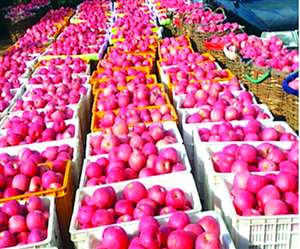 हिमफैड इस बार 30 हजार मीट्रिक टन सेब खरीदेगा। जागरण आर्काइव