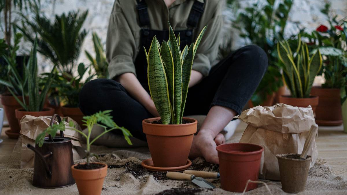 https://www.jagranimages.com/images/newimg/30072022/30_07_2022-monsoon_gardening_tips_pe_22937990.jpg