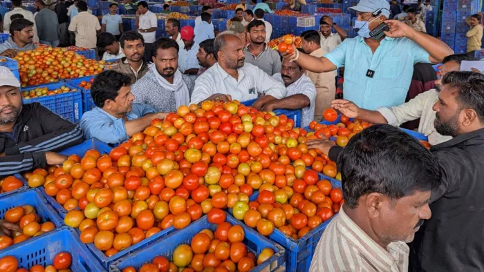NCCF ने 15 दिन में बेचा 560 टन टमाटर (फोटो: एपी)