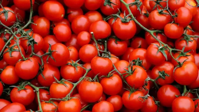 Tomato Price in Noida: दिल्ली, नोएडा और गुरुग्राम में सस्ते मिलेंगे टमाटर। फाइल फोटो
