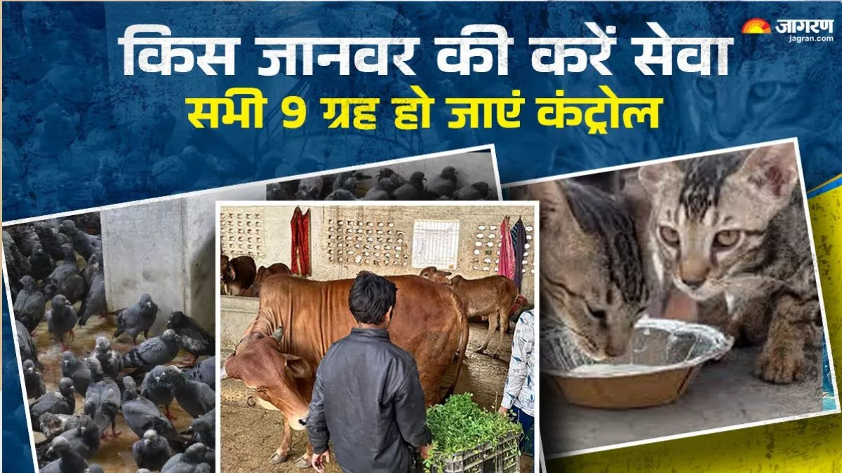 कुत्ते, बिल्ली की देखभाल से राहु-केतु होंगे शांत… बाकी ग्रहों के लिए किस जानवर की करें देखभाल