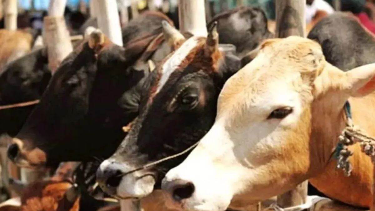 lucknow news management committee for cow shelters