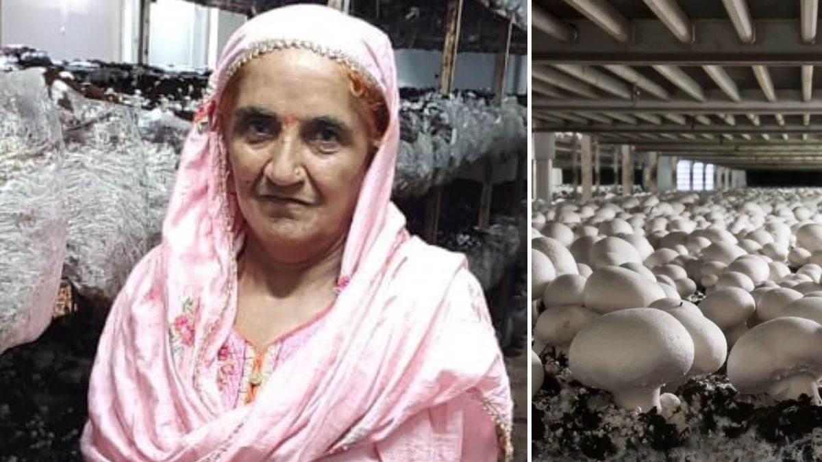 https://www.jagranimages.com/images/newimg/30072025/30_07_2025-mushroom-rewari-nirmla-news_23998863.jpg