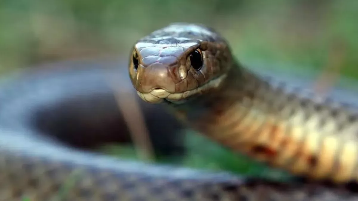 Snake Bite Death: जालौन में सांप के काटने से पत‍ि-पत्नी की मौत, घर में मची चीख-पुकार