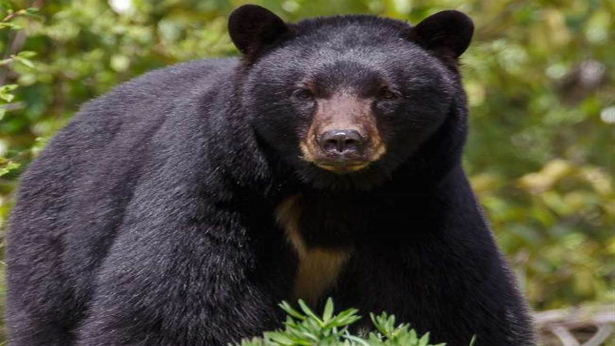 https://www.jagranimages.com/images/newimg/30082022/30_08_2022-bear_23026354.jpg