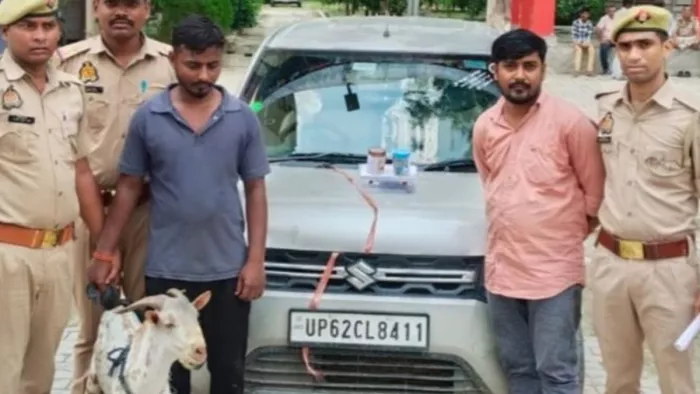 सरायमीरपुर पुलिस की गिरफ्त में बकरा चोर। जागरण