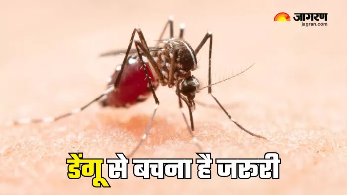 डॉक्टर ने दिए डेंगू से जुड़े सवालों के जवाब (Picture Courtesy: Freepik)
