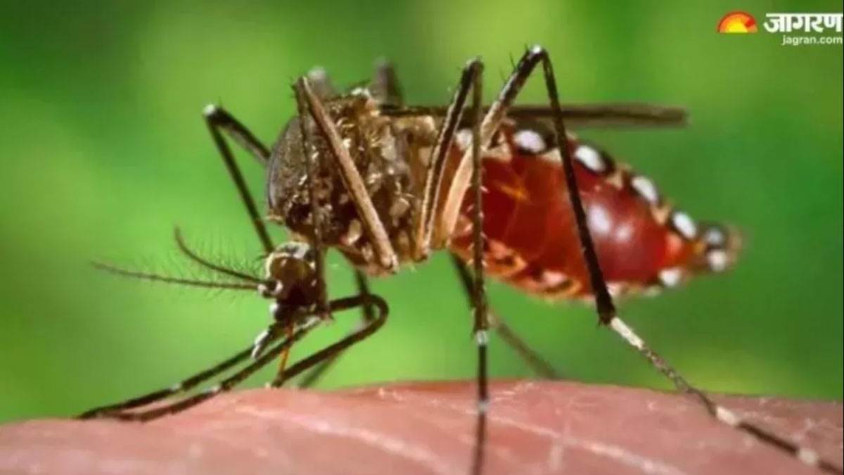 https://www.jagranimages.com/images/newimg/30082025/30_08_2025-dengue-1_24030364.jpg