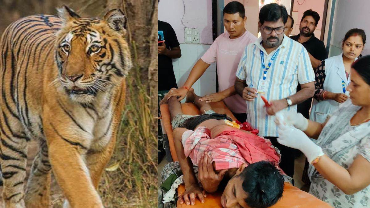 https://www.jagranimages.com/images/newimg/30082025/30_08_2025-farmer_attacked_by_tiger_baha_1_24029885.jpg