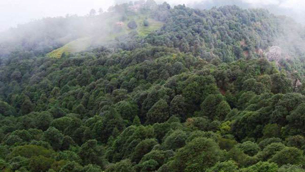 https://www.jagranimages.com/images/newimg/30082025/30_08_2025-forest_24030505.jpg