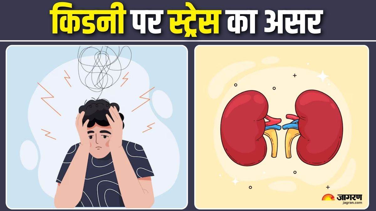 https://www.jagranimages.com/images/newimg/30082025/30_08_2025-kidney_and_stress_24030123.jpg