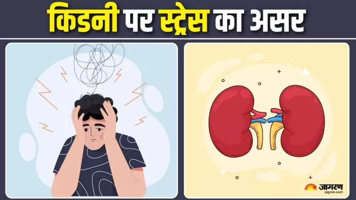 कैसे तनाव पहुंचाता है किडनी को नुकसान (Picture Credit- Freepik)