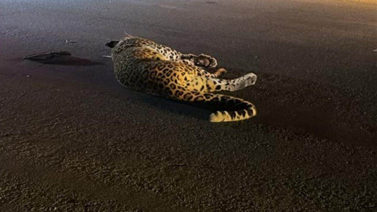 https://www.jagranimages.com/images/newimg/30082025/30_08_2025-leopard-death-accident_24029872.jpg
