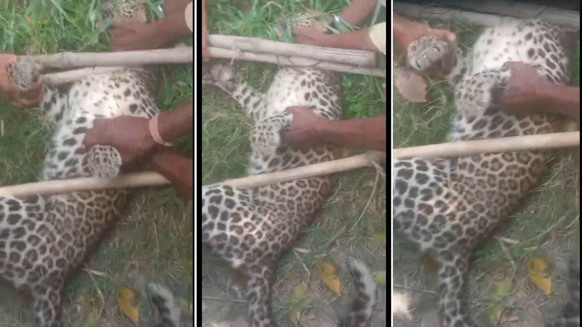 https://www.jagranimages.com/images/newimg/30082025/30_08_2025-leopard_trapped_dainik_jagran__24029967.jpg
