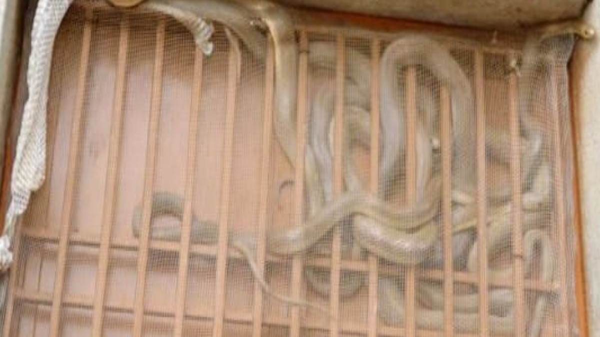 https://www.jagranimages.com/images/newimg/30082025/30_08_2025-snake_24030272.jpg