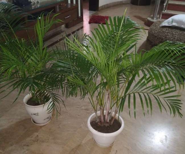 स्लो ग्रोइंग प्लांट घर की खूबसूरती बढ़ाने के साथ ऑक्सीजन के बेहतर वाहक भी - Slow growing plant enhances the beauty of the house and also better carrier of oxygen