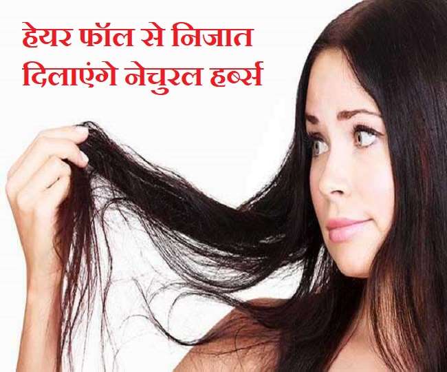 Hair Fall Solution: हेयर फॉल से परेशान हैं तो नेचुरल हर्ब्स से करें उनका उपचार - How To Stop Hair Fall With Natural Home Remedies Hair Fall Solution: हेयर फॉल से परेशान हैं तो नेचुरल हर्ब्स से करें उनका उपचार - How To Stop Hair Fall With Natural Home Remedies
