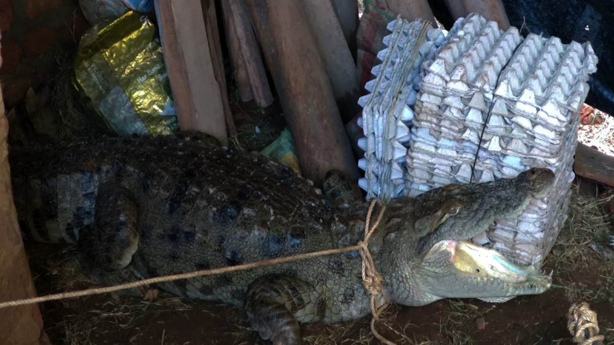 pilibhit news seeing crocodile sitting inside house aslam screamed created panic