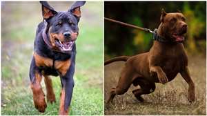 पंचकूला नगर निगम ने इन दोनों नस्ल के कुत्तों को घर पर रखने पर प्रतिबंध लगा दिया है।