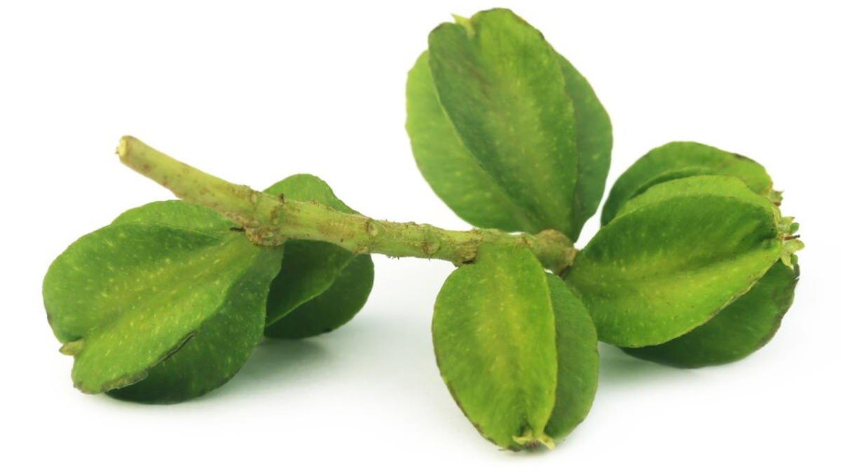 Herbs For Heart: आपके किचन में मौजूद ये 5 औषधियां कोलेस्ट्रॉल को कम कर ...