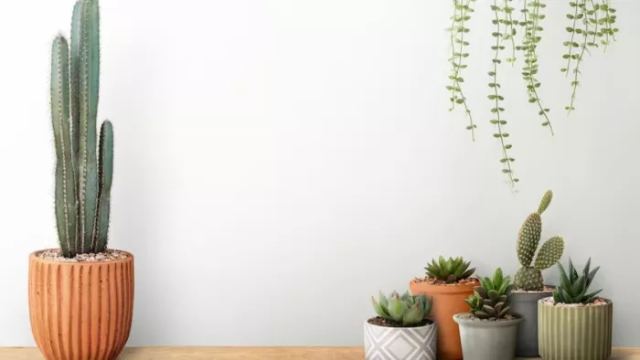 Indoor Plants: इस तरह लगाएं इंडोर प्लांट्स