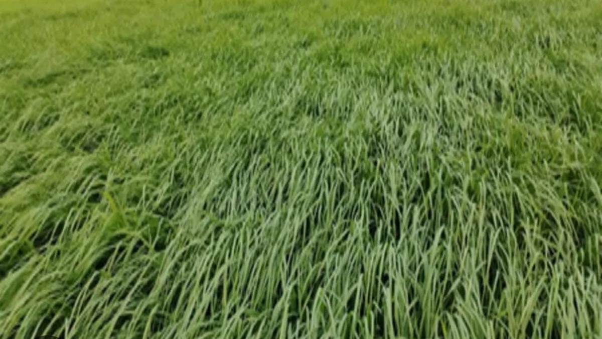 weather change and rain worry farmers know etah weather forecast for two days