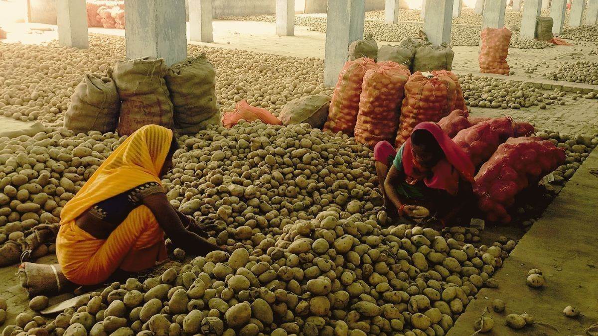 adulterated potatoes dangerous chemicals used to make old potatoes look new