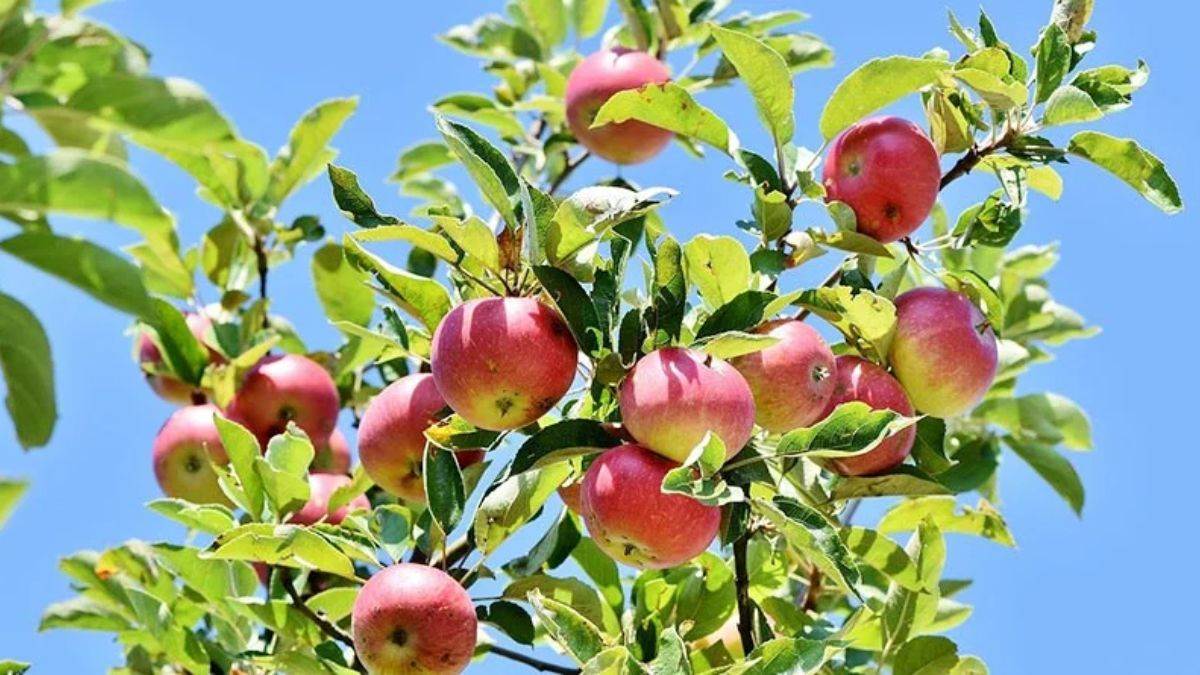 kashmirs apple growers are in trouble with fruit falling from trees daily losses are huge