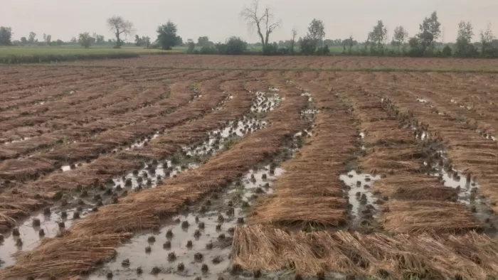 बेमौसम बरसात से किसान हुए परेशान धान, बाजारा की कटी फसलें हो गई जलमग्न। जागरण