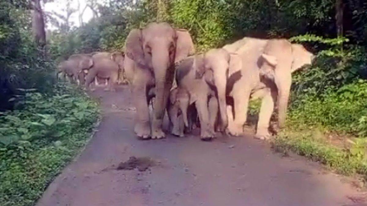 elephant threat on kotdwar dugadda highway pauri garhwal news