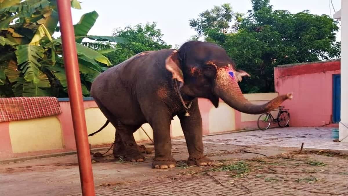 stolen elephant recovered in bihar palamu police investigate conspiracy