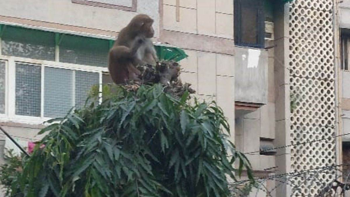 ncr monkey menace in ghaziabad residents demand action