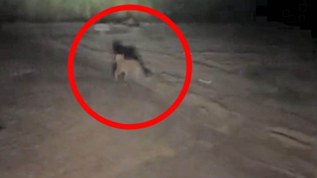 viral video leopard chased by tractor in forest villagers panic