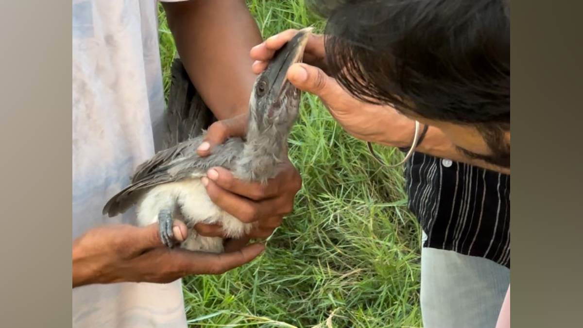 hornbill rescue in ambala bird saved from chinese manjha