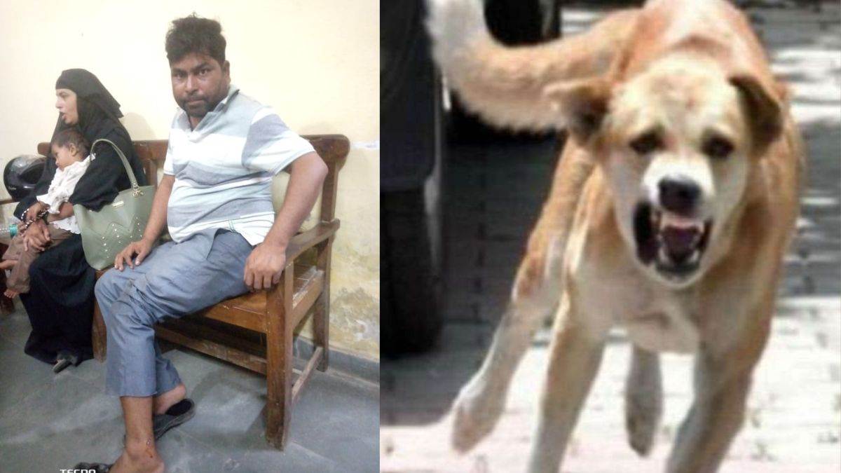 stray dog terror in pilibhit district bite five persons one in critical condition