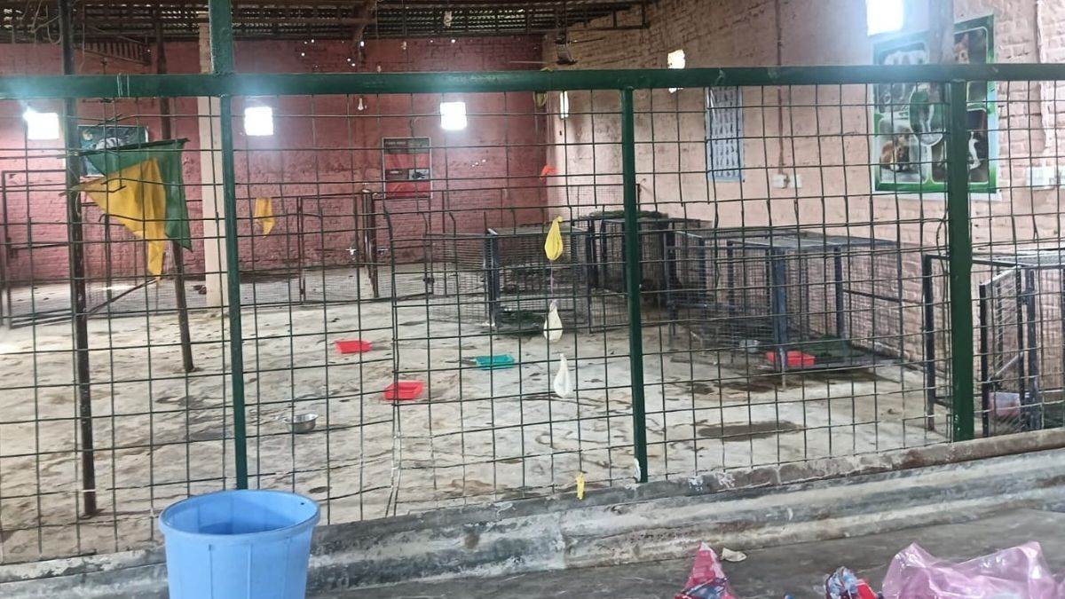 15 dogs die of hunger in saharanpur shelter home