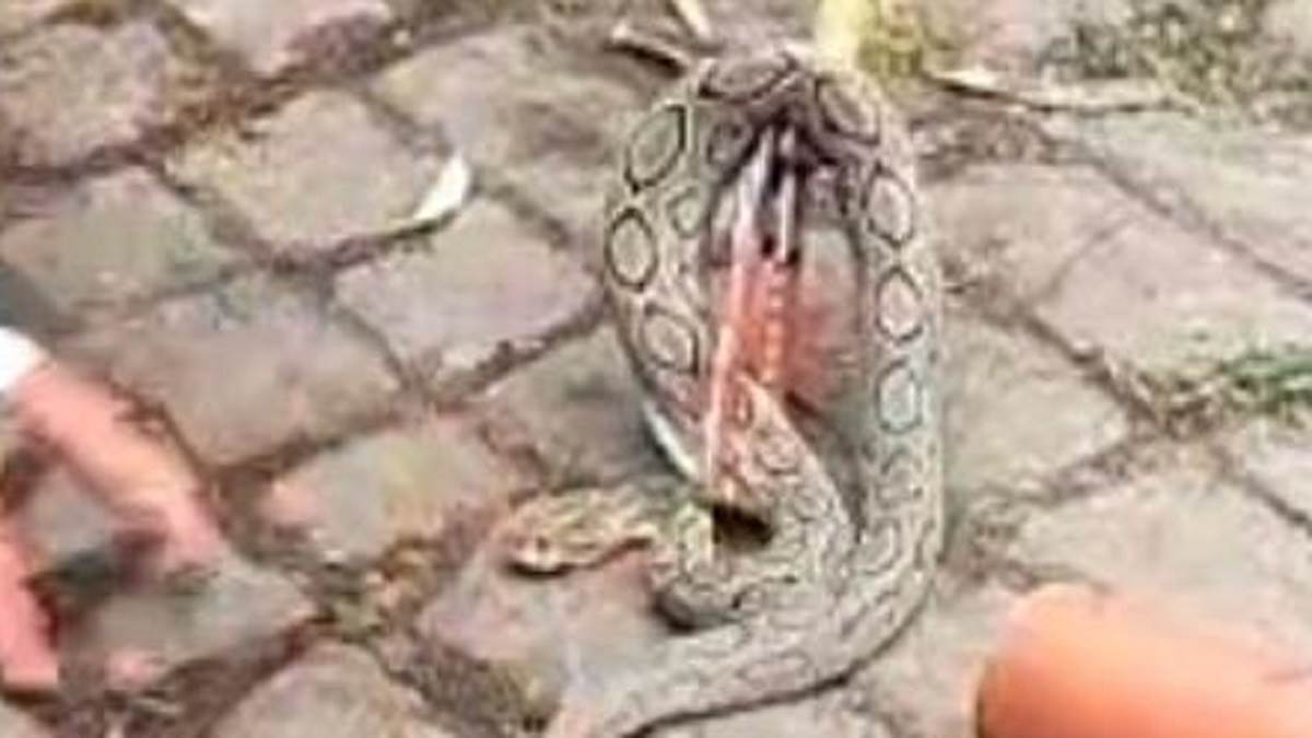 bijnor news snake rescue snake at sp residence in bijnor rescue operation