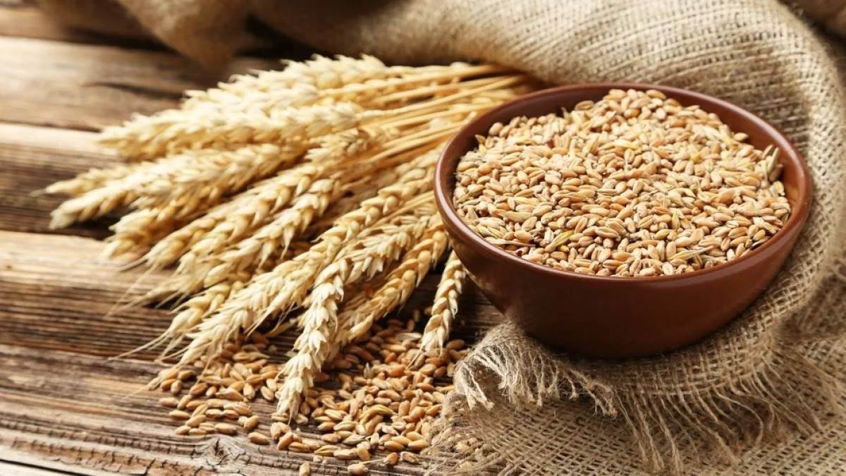 selling fake seeds in punjab is a serious problem if caught shopkeeper could face 2 years in jail