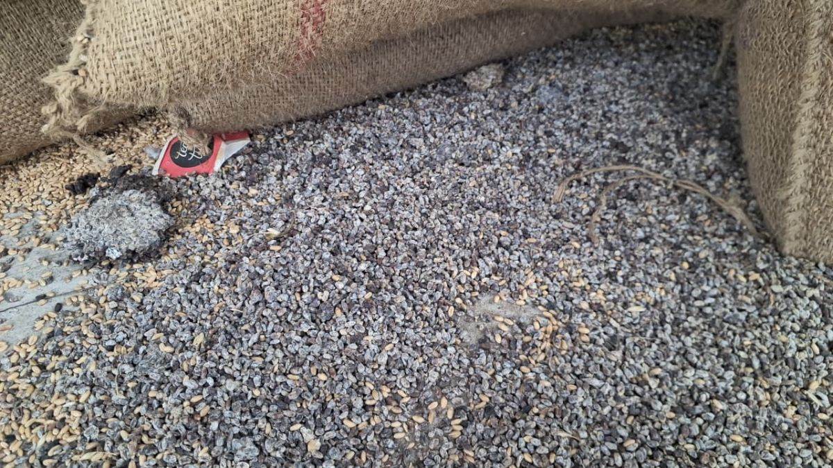 thousands of bags of wheat rotted in kaithal due to negligence and carelessness of officials
