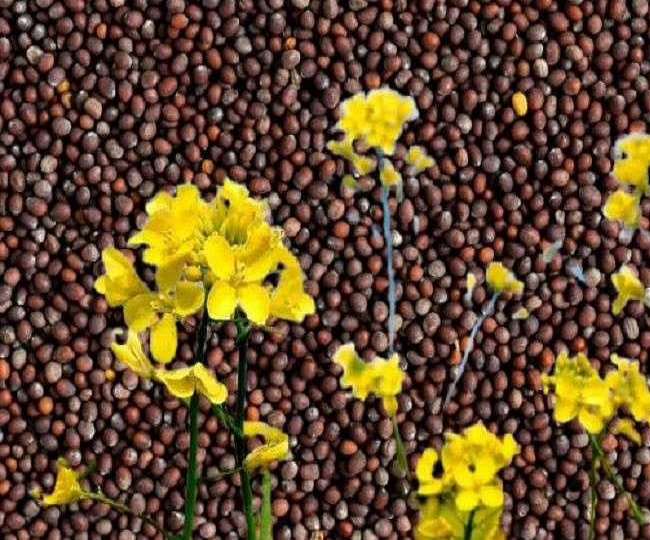 Mustard Price सरसों के रेट में आई तेजी, दोगुने हुए भाव, मंडी में मिल