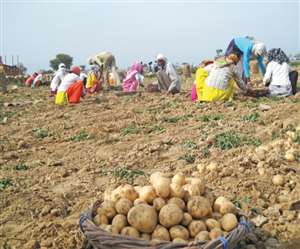 जिले में 72 हजार हेक्टेअर में आलू की बोवाई होती है, 10 फीसद किसान अगैती फसल करते हैं।