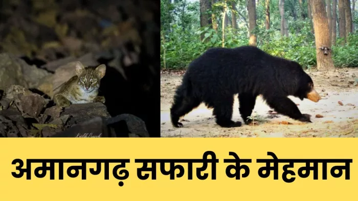 बाघ की दहाड़ के बीच चहलकदमी कर रही रस्टी स्पाटेड बिल्ली