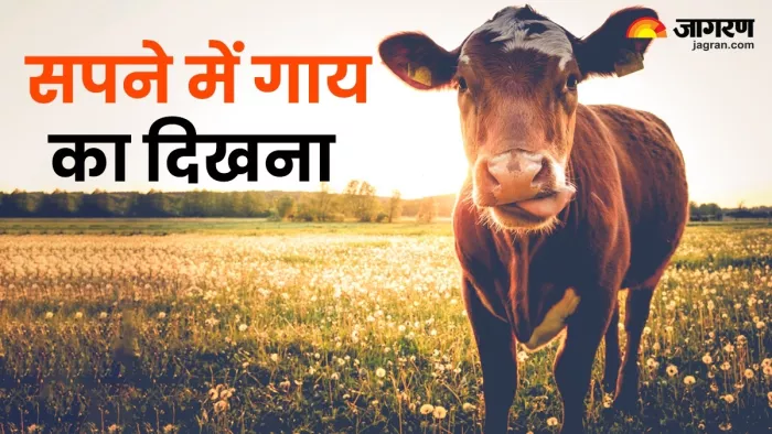 Sign Of Dreaming Cow
