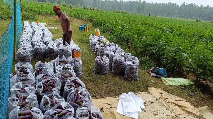 खेती को आय का जरिया बनाकर हो रही अच्छी कमाई।
