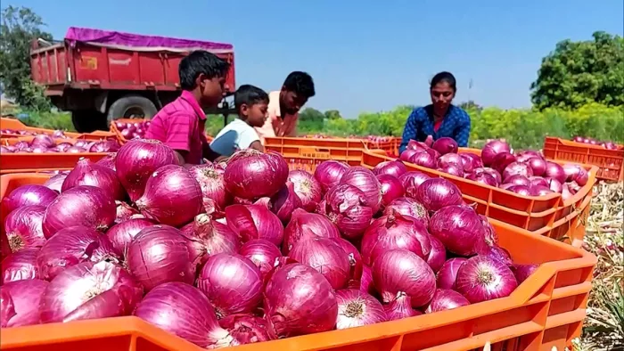 Onion is in shortage and is being sold at Rs 60 per kg in the market