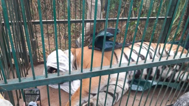 घर वापसी करेगा नैनीताल जू भेजा गया बाघ - Tiger sent to Nainital zoo will  return home - Uttarakhand Nainital Local News