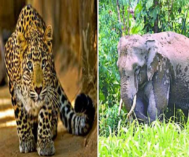 wildlife terror in nainital district leopard attacked youth and elephants attacked the house