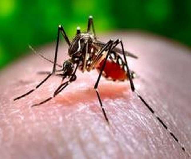 पाकिस्तान में नहीं थम रहा डेंगू का प्रकोप, पिछले 24 घंटे में 74 नए मामलों के साथ दो लोगों की मौत