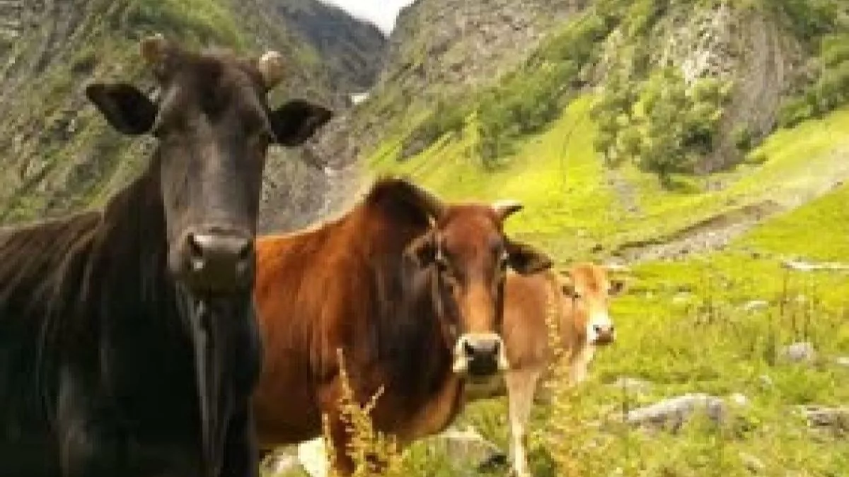 धार्मिक मान्यता के अनुसार गोदान बद्री गाय का ही किया जाना पवित्र माना जाता है।