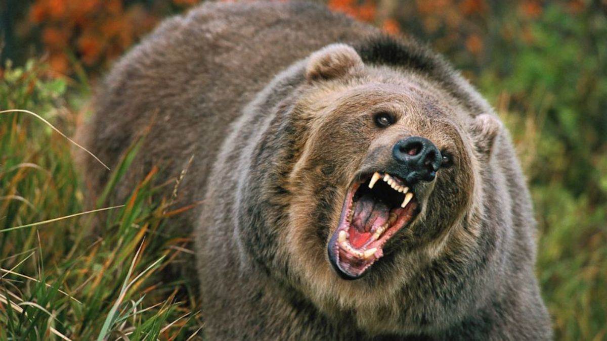 bageshwar news a bear attacked on old man face scratched
